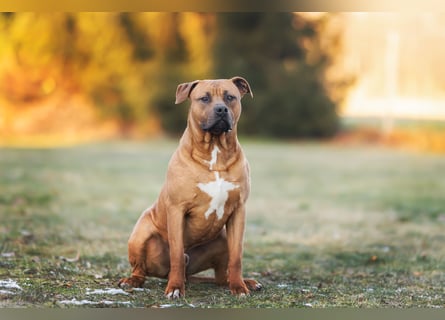 Xl Bully Rüde