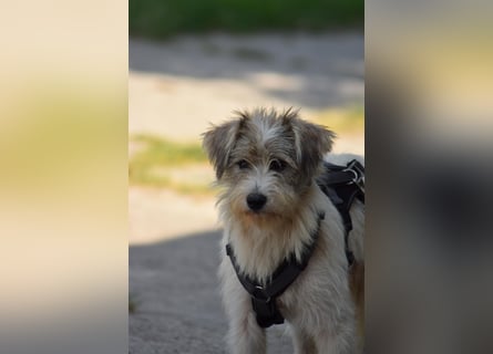 Verschiedene tolle Fellnasen  suchen ein  Zuhause
