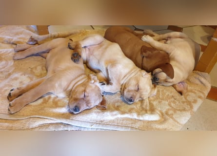 Labrador Welpen Hündinnen / Rüde in Fox- red - USA Line