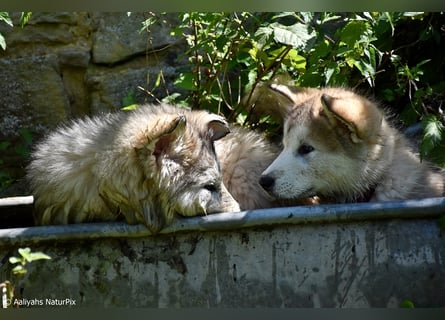 Zuchtstätte Silberglanz- C-Wurf / Alaskan Malamute Welpen - 3 Weibchen/2 Rüden