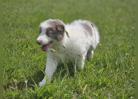 Border Collie Welpen -  Rüden