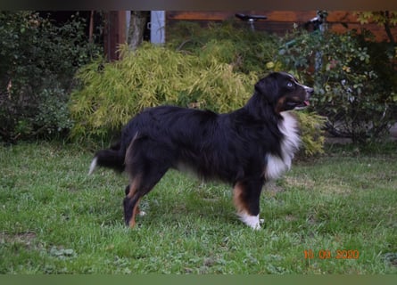 Mini Aussie Rüde ,7 Jahre alt!