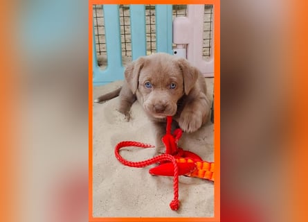 Labrador Aussiedor Welpen aus liebevoller Zucht