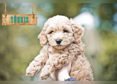 5 Wunderschöne Maltipoo-Welpen suchen ein neues, liebevolles Zuhause!