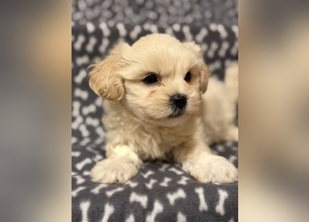 Maltipoo Welpe