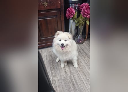 Auszugsbereit F2 Welpen kleinbleibend Zwerghusky Minihusky Zwergspitzhuskys mittelklein