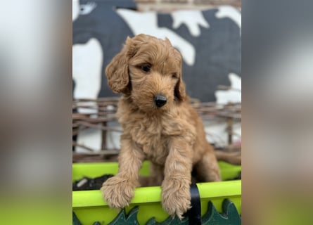 GoldenDoodle Welpen 