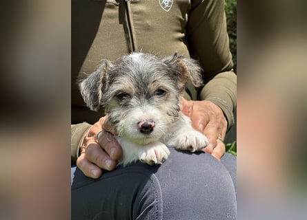 Wunderschöne Parson Jack-Russell Terrier Welpen, aus liebevoll. Hausaufzucht