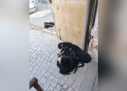 Schäferhund-Mischlingswelpen