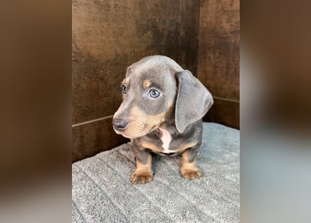 Zwerg Dackel Welpen in besonderen Farben (blue / choco / Harlekin) suchen tolles Zuhause