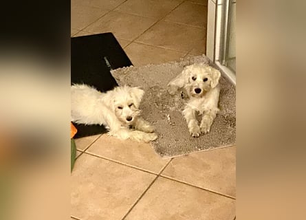 Weiße Zwergschnauzer Welpen nicht haarend reinrassig