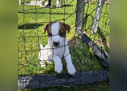 5 wunderschöne Jack Russel Terrier Welpen