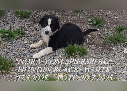 Border Collie-Welpen , black-,choco-,red-white und red-merle