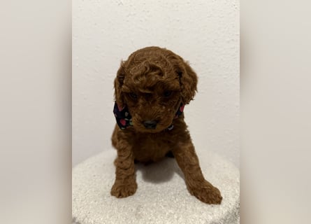 Kleine Toy Pudel rot braun (asiatische Linie)