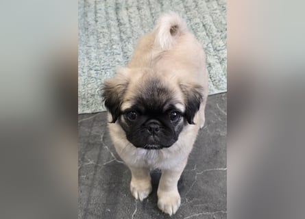 Mops Welpen  ( Altdeutsche )