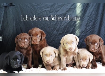 Typvolle Labradorwelpen mit Ahnentafel