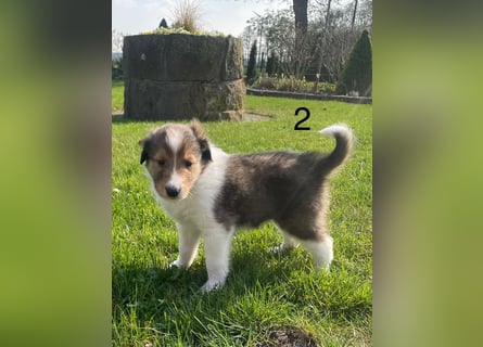 Colliewelpen suchen ein Zuhause!