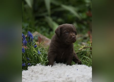 Aussiedor Aussiedorwelpe Welpe Australien Shepherd x Labrador