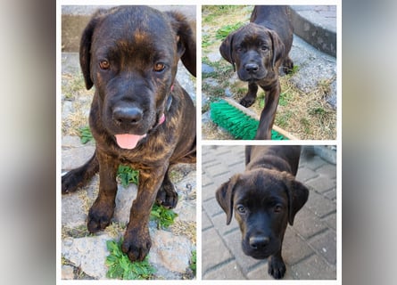 Mischlingswelben Cane Corso / Rottweiler Welpen