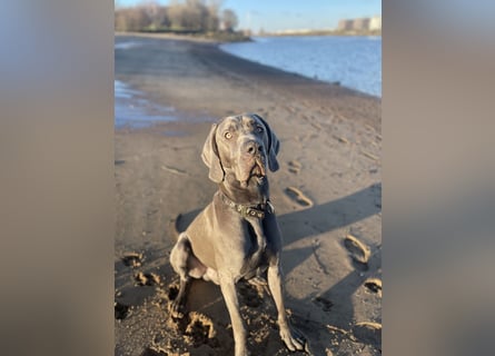 Weimaraner-Dogge