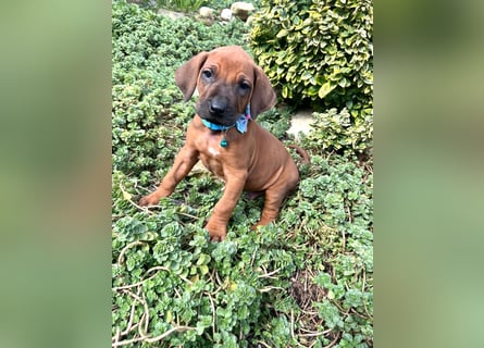 Rhodesien Ridgeback Welpen