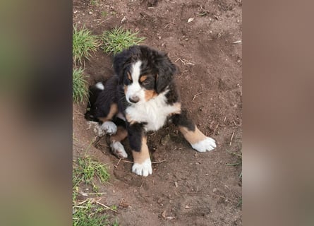 Berner Sennen Welpen