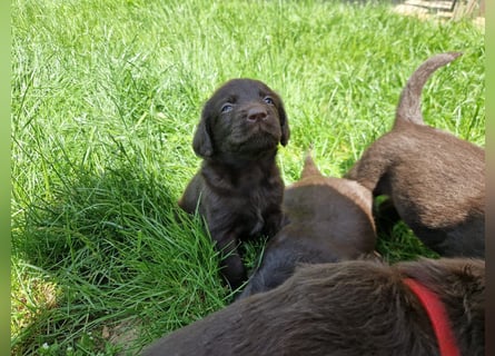 Labradoodle F1 Schokobraun