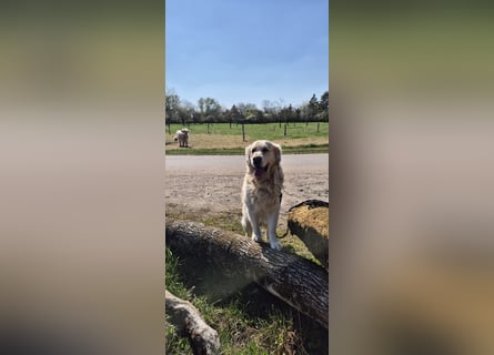 Golden Retriever Deckrüde