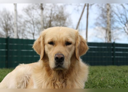 Golden Retriever Deckrüde mit FCI-Ahnentafel