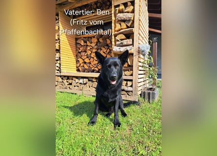 DSH Deutscher Schäferhund - Welpen lackschwarz