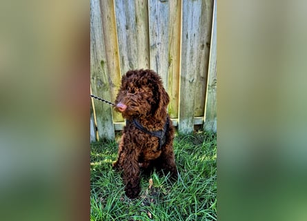 Labradoodle