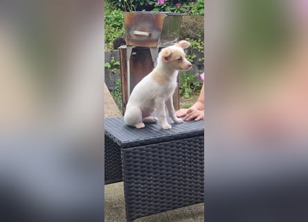 Chihuahua Welpen zu verkaufen