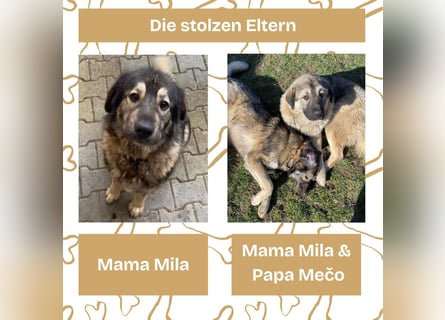 Süße Sarplaninac Welpen (Hirtenschutzhund/Schäferhund) suchen neues Zuhause. Noch 2 Welpen verfügbar