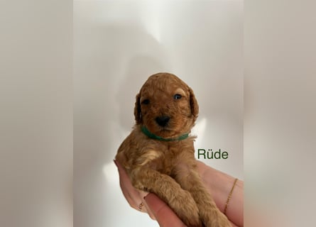 Wunderschöne reinrassige Toy- und Zwergpudelwelpen suchen ein liebevolles Zuhause