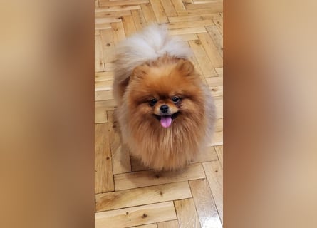 Pomeranian