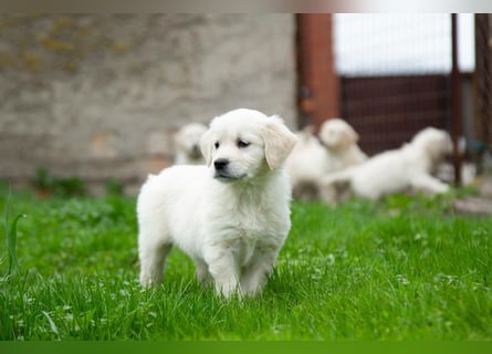 Goldenretriever Welpen