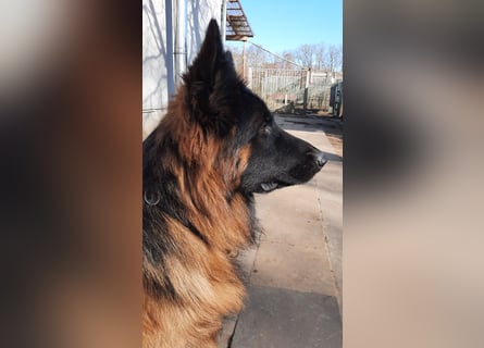 Langstockhaar Schäferhund  Rüde