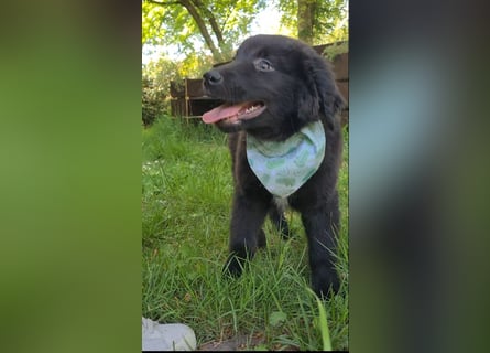 Auszug..Aussiedor F1 Familien und Therapiehund Labrador x Australien Shepherd