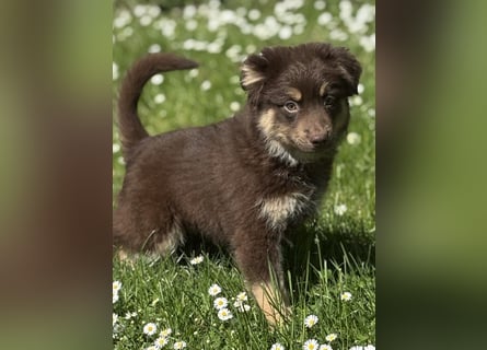 Tolle Australian Shepherd Welpen suchen Ihre Herzenfank