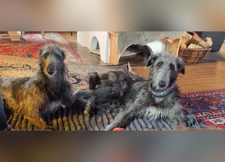 Deerhoundwelpen suchen ein liebevolles Für-Immer-Zuhause