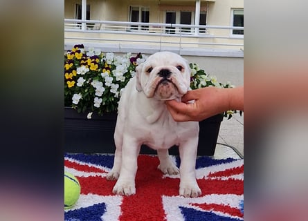 Englische Bulldoggen welpen Top Pedigree FCI