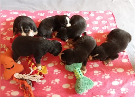 Entlebucher Sennenhund-Welpen "vom Zwergenstübchen" mit Ahnentafel