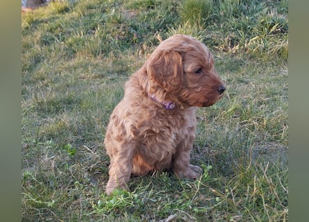 Wunderschöne Labradoodle Welpen
