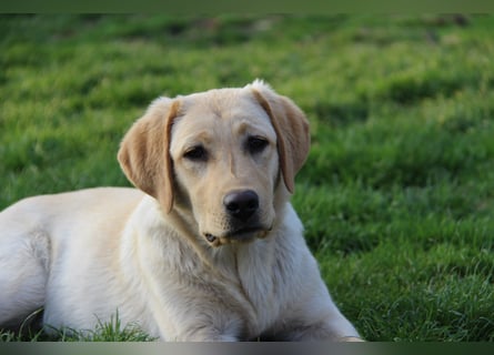 Liebevoller und kerngesunder Labrador Jungrüde in gelb sucht...