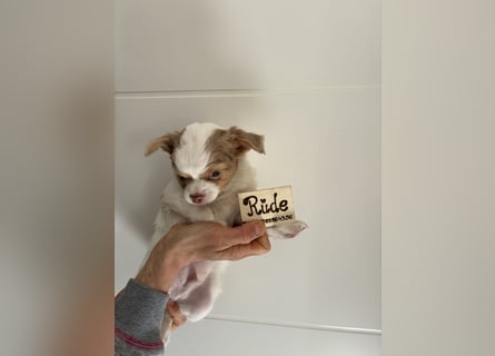 Chihuahua Langhaar Welpen ab Mitte Mai abzugeben