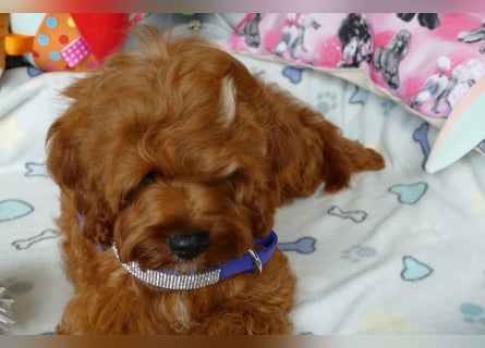 Wunderschöne Cavapoo Welpen F1 (Toypudel/Zwergpudel + Cavalier King Charles Spaniel) mit Ahnentafel