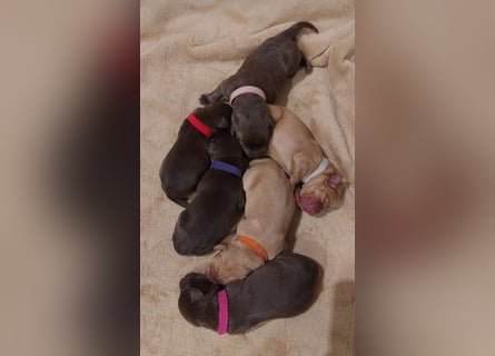 Wunderschöne Labradorwelpen in liebevolle Hände abzugeben. 