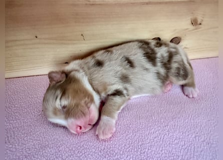 Red Merle Hündin, Australian Shepherd