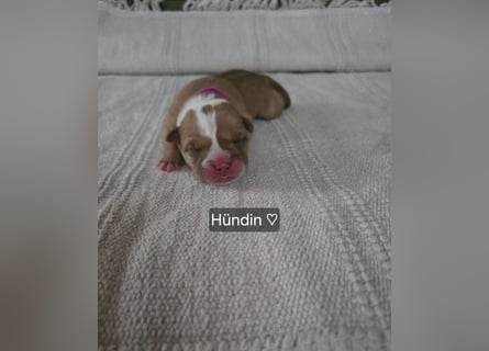 Old english Bulldog