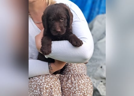 Labradoodle Welpen